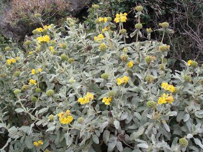 Sápa krétská (Phlomis cretica) – endemit Kréty